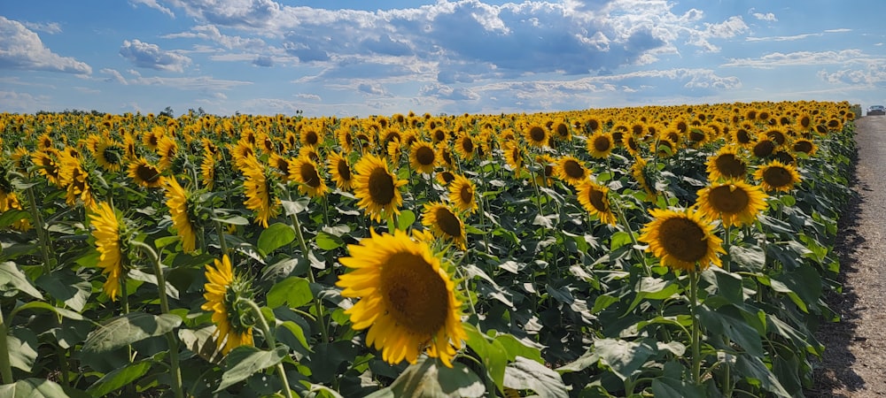 a large field of sunflowers under a blue sky