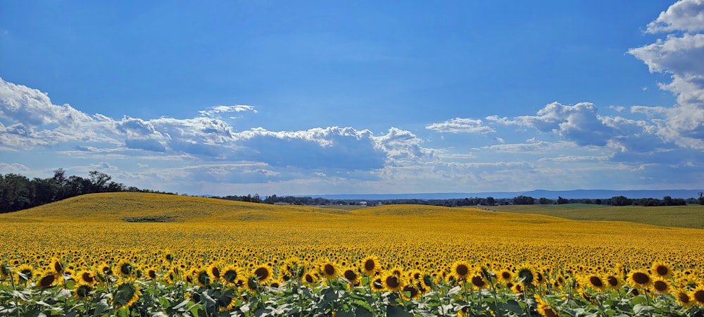 a large field of sunflowers under a blue sky