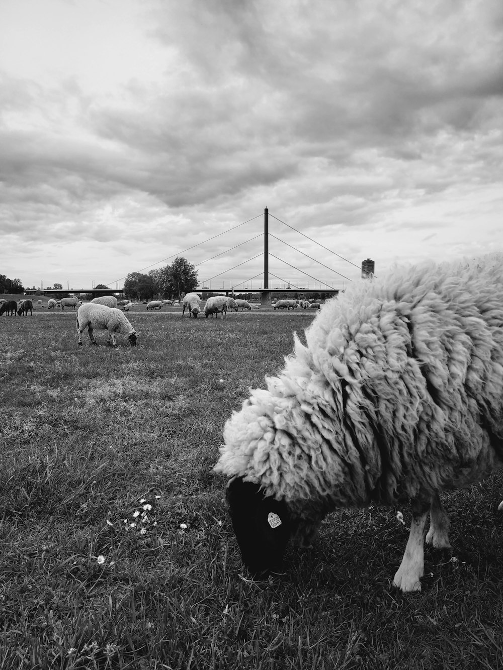 a black and white photo of sheep grazing in a field