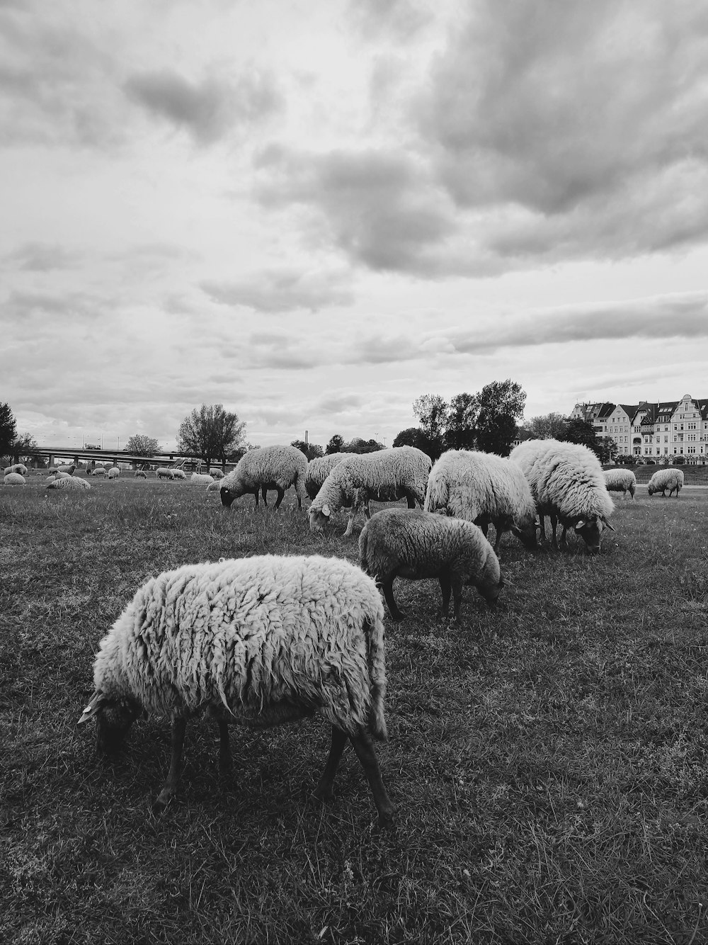 a herd of sheep grazing on a lush green field