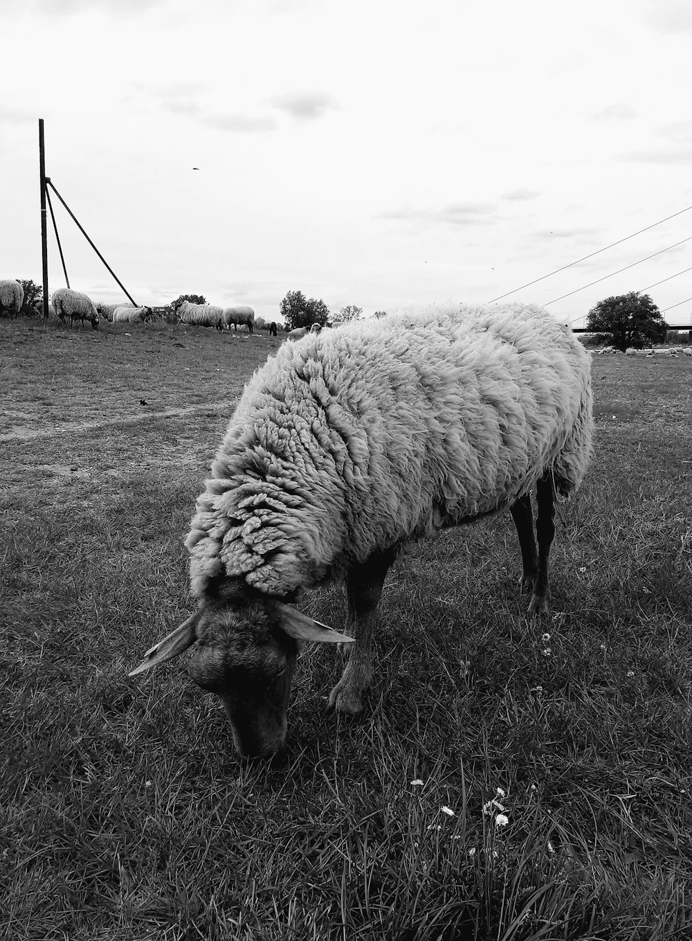 a black and white photo of a sheep grazing in a field