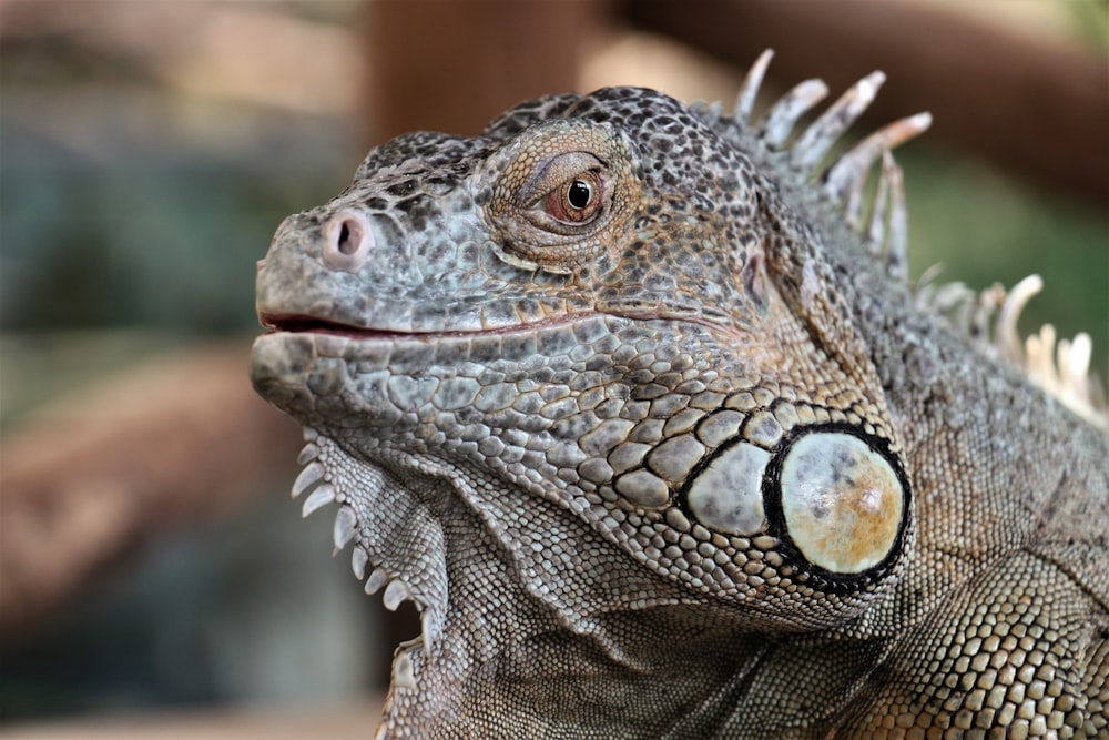a close up of an iguana on a tree branch