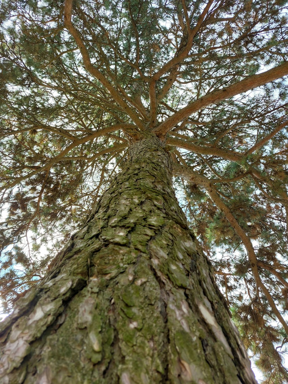 the top of a tree looking up into the sky