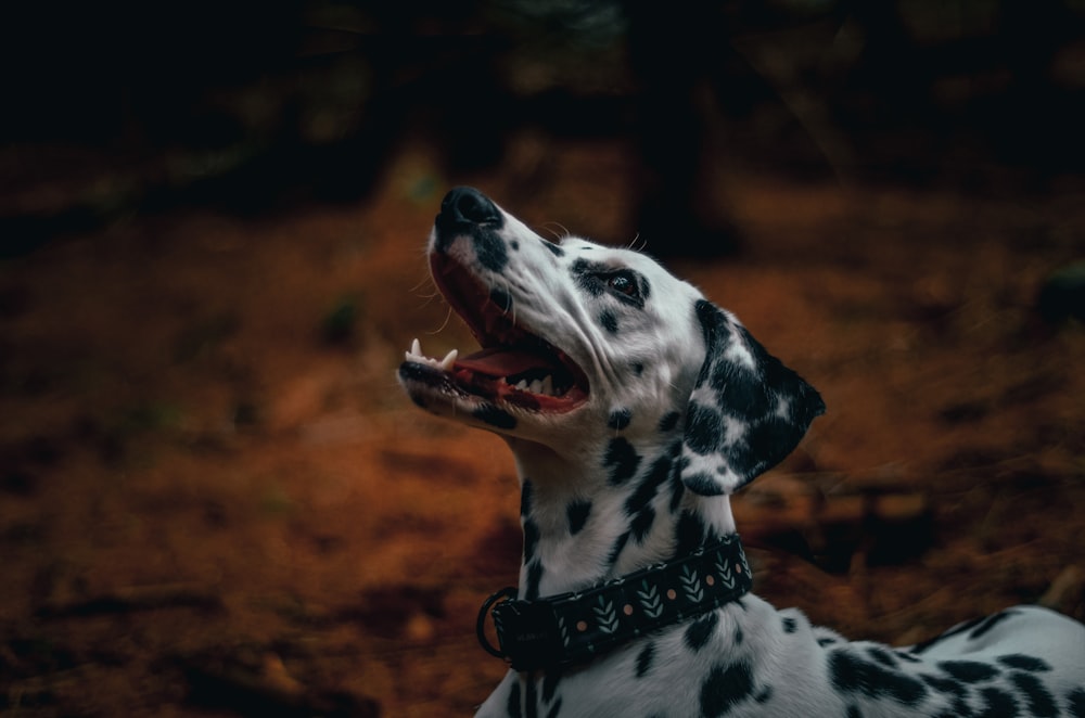 Un chien dalmatien avec la gueule ouverte