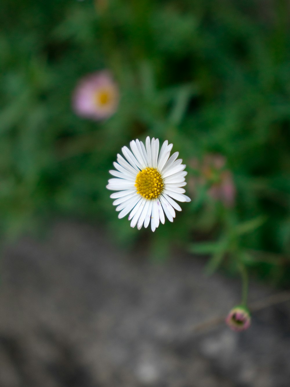 a single white flower with a yellow center