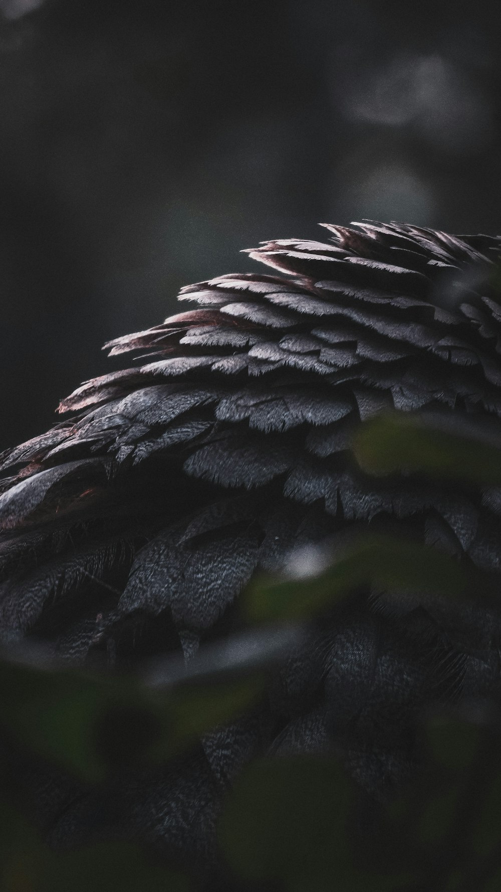 a close up of a black bird's feathers