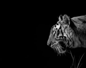 a black and white photo of a tiger in the dark