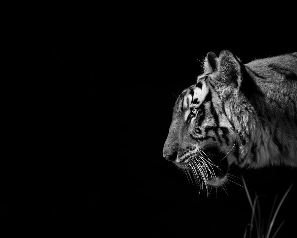 a black and white photo of a tiger in the dark