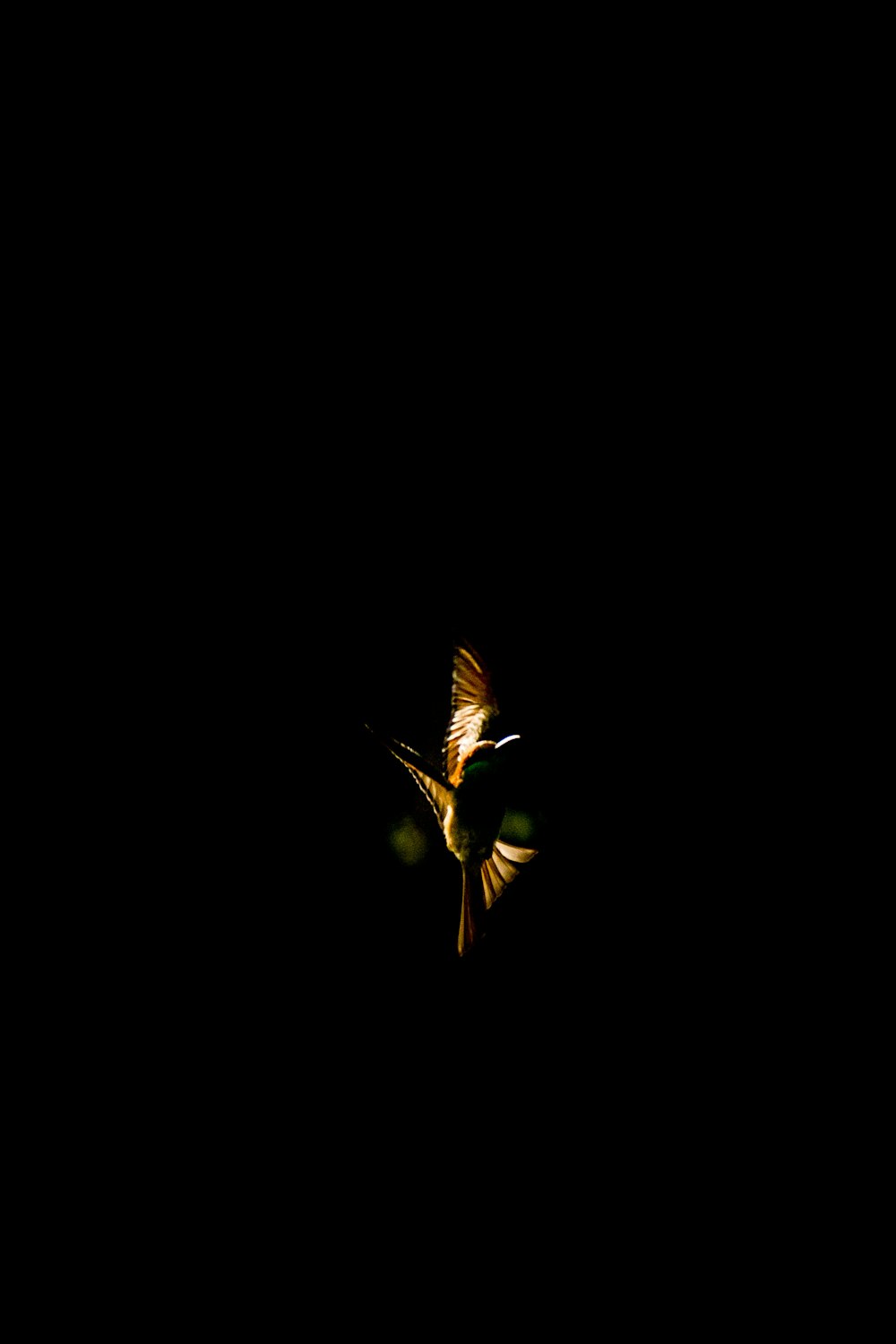 a bird flying in the dark with its wings spread