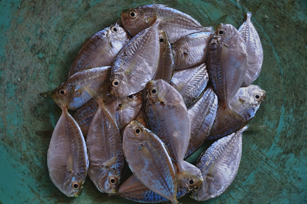 a bunch of fish that are in a bowl