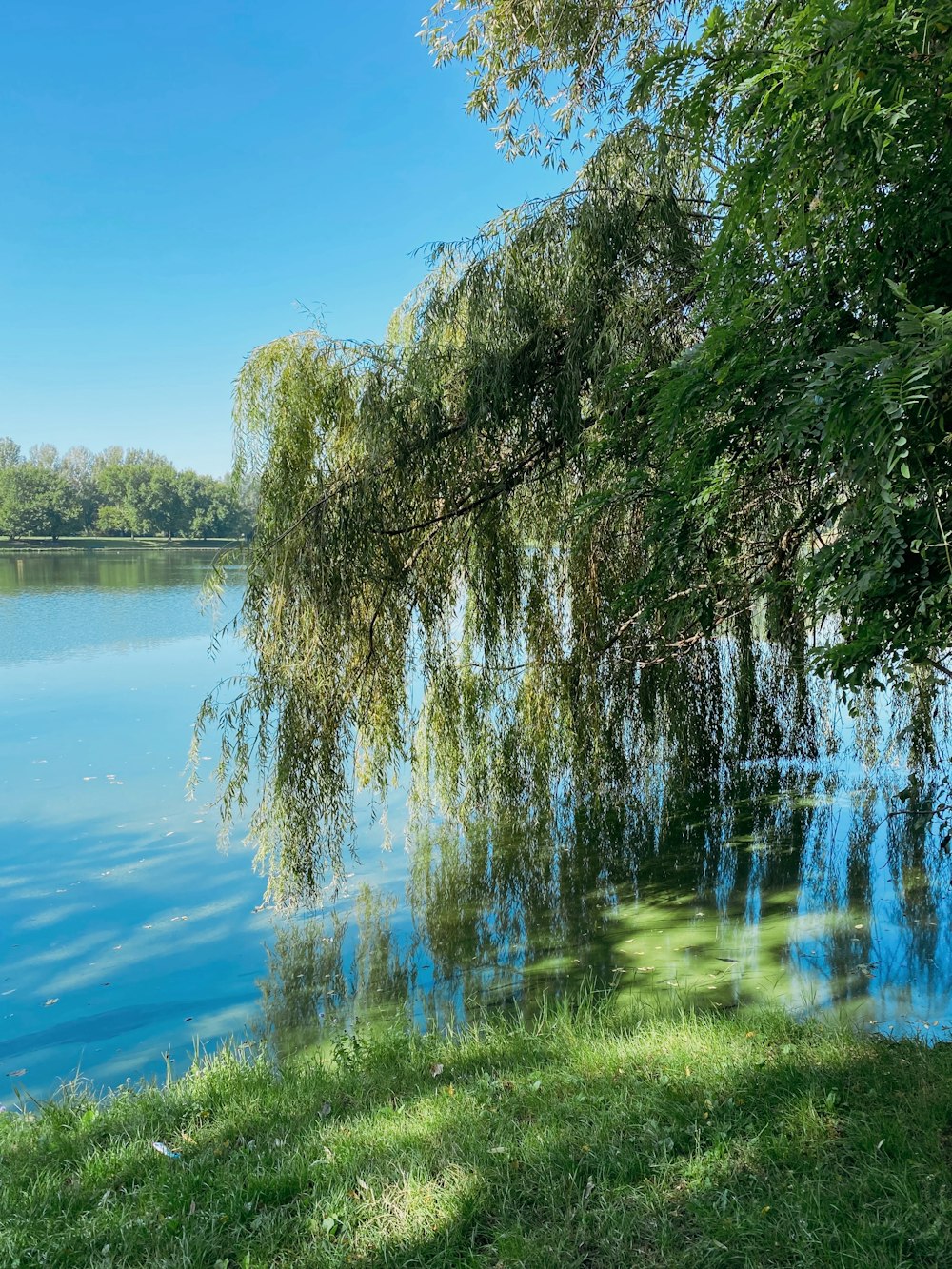 a large body of water surrounded by trees