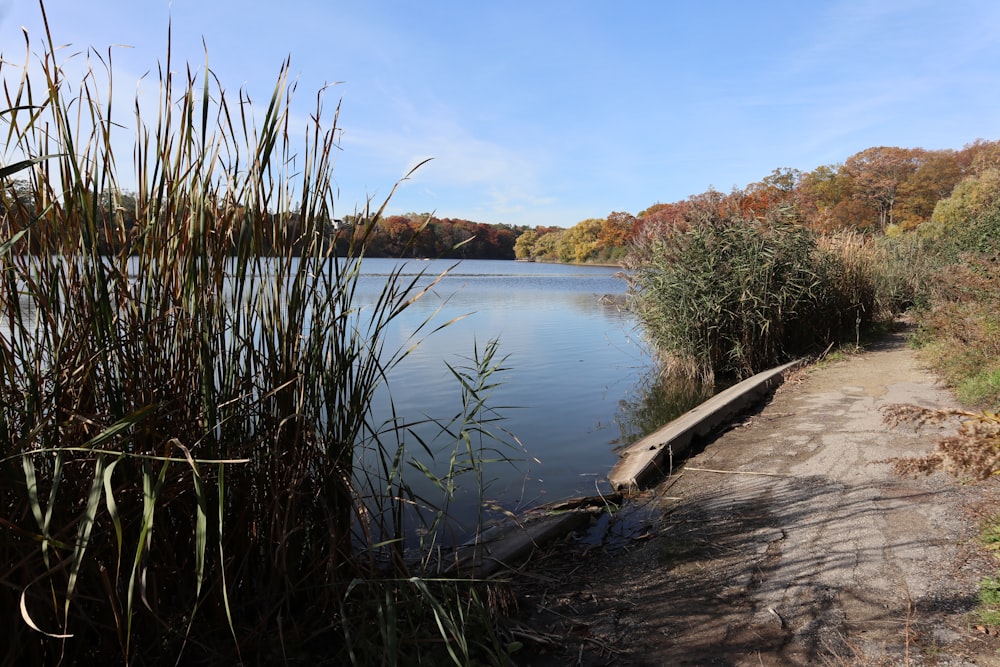 uno specchio d'acqua circondato da alberi ed erba