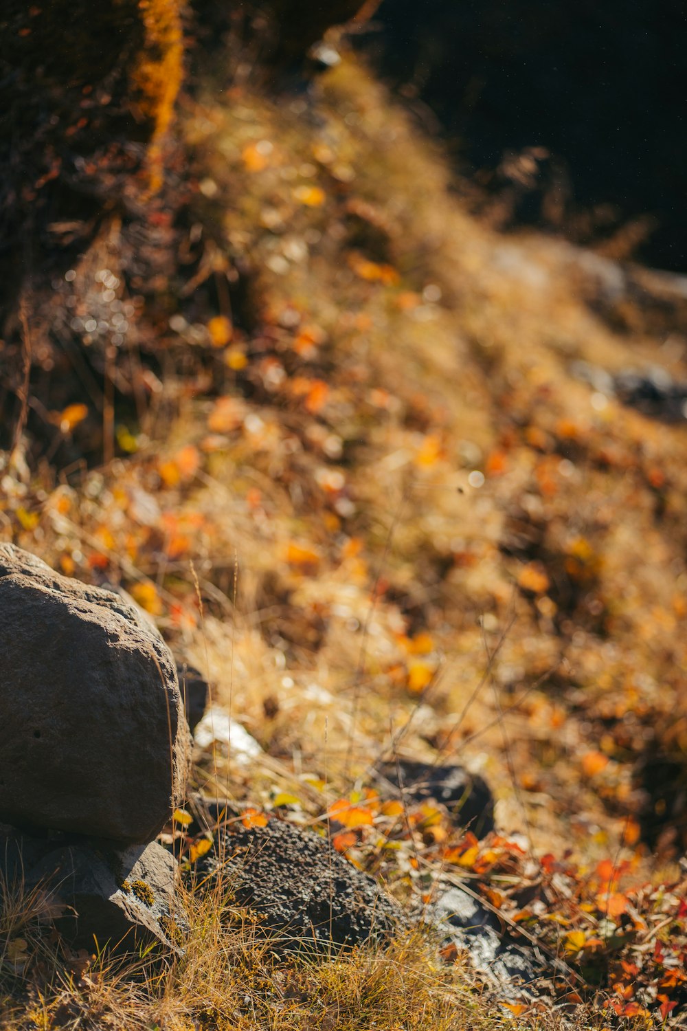 a bird sitting on a rock in a field