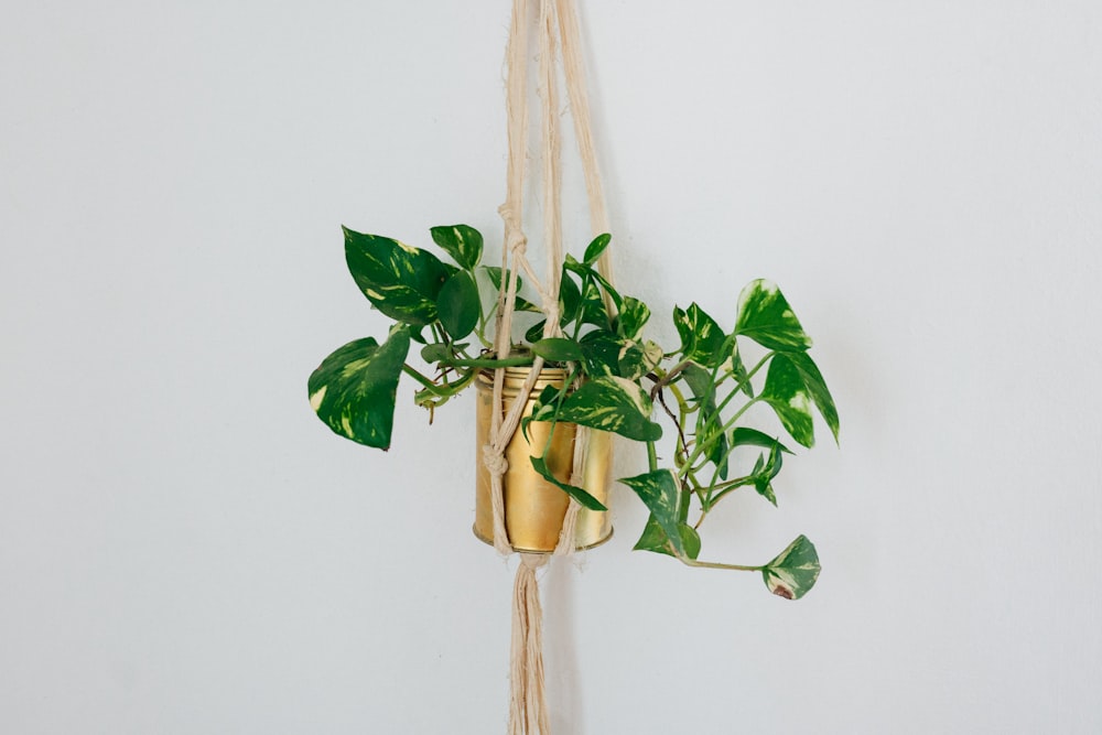 a plant hanging from a rope on a wall