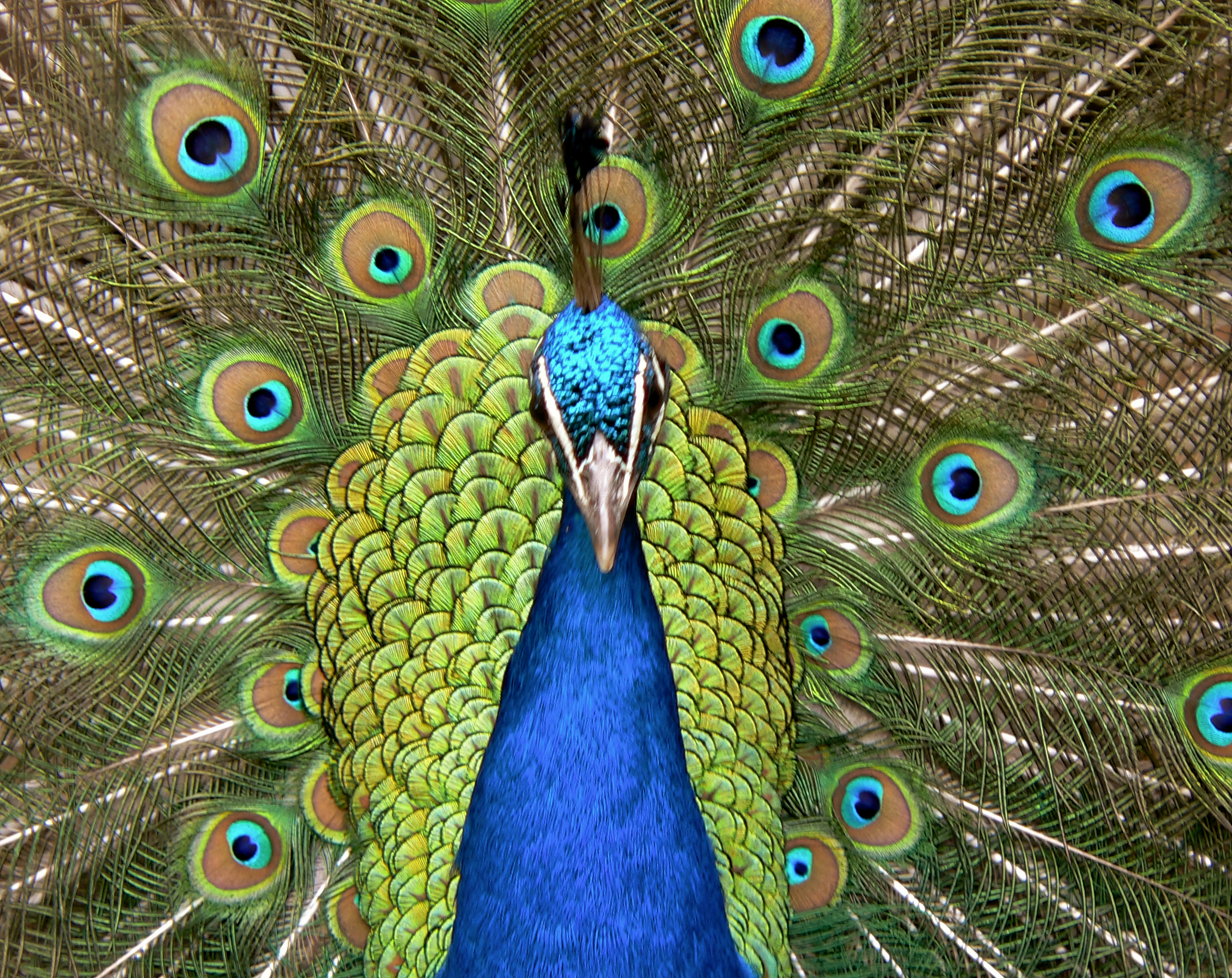 A close up of a peacock with its feathers open photo – Free Animal ...