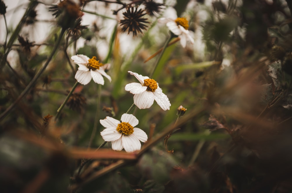 un mazzo di fiori che sono nell'erba