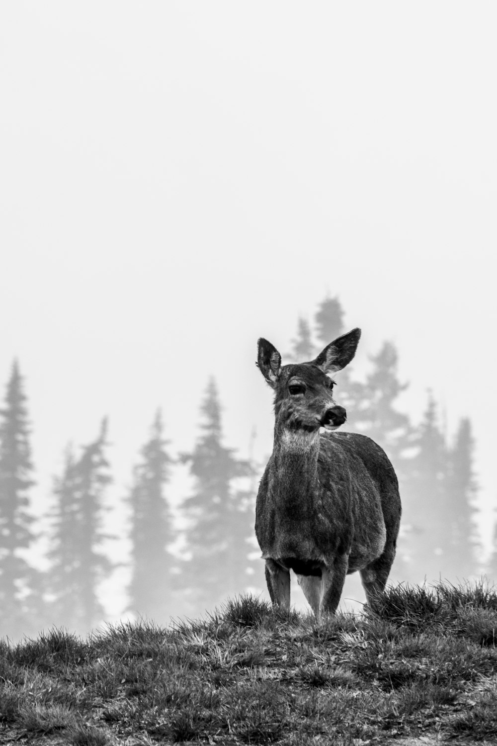 a deer standing on top of a grass covered hill