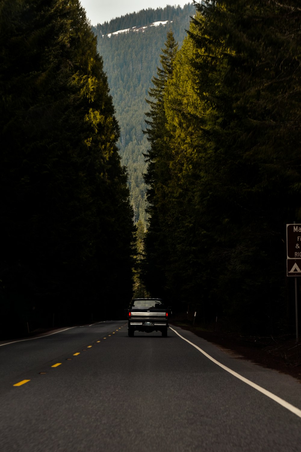 a car driving down a road surrounded by tall trees