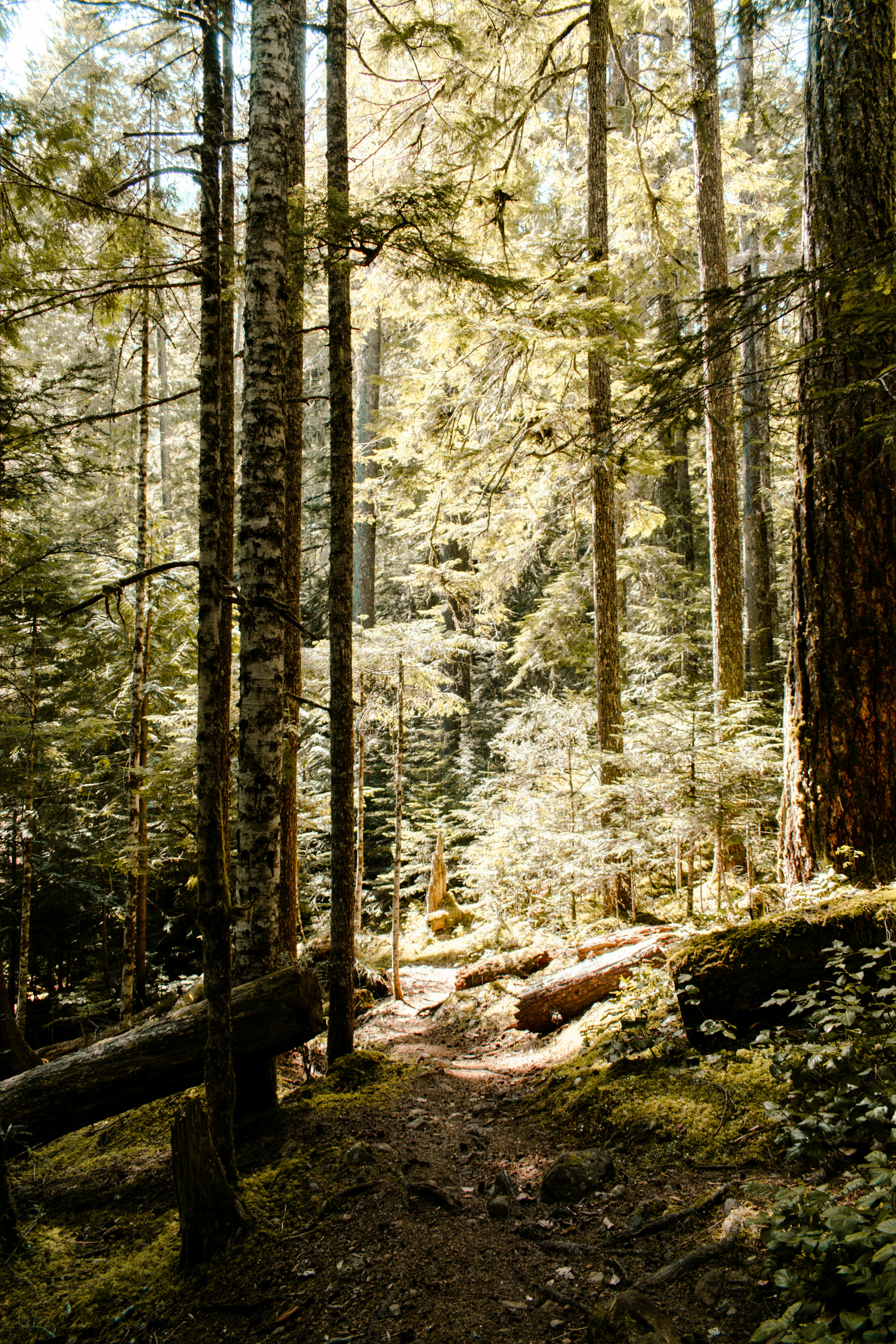 forest hiking wallpaper, wallpaper, Sustainable Outdoor Clothing: Brands & How to Choose 3