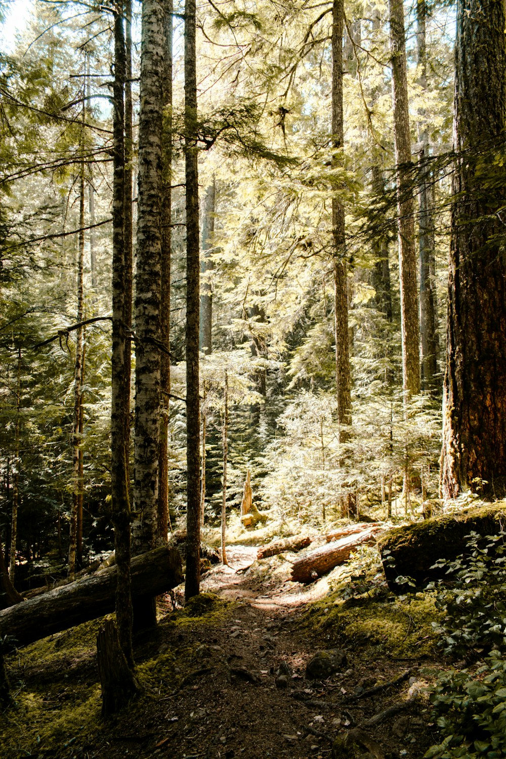 a path in the middle of a forest with lots of trees