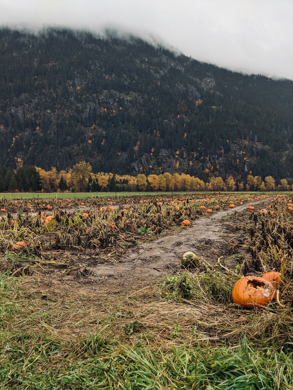 a field of pumpkins with a mountain in the background
