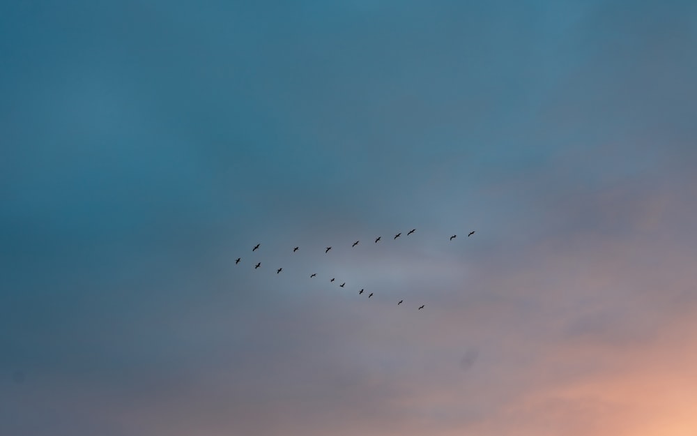 a flock of birds flying through a cloudy sky