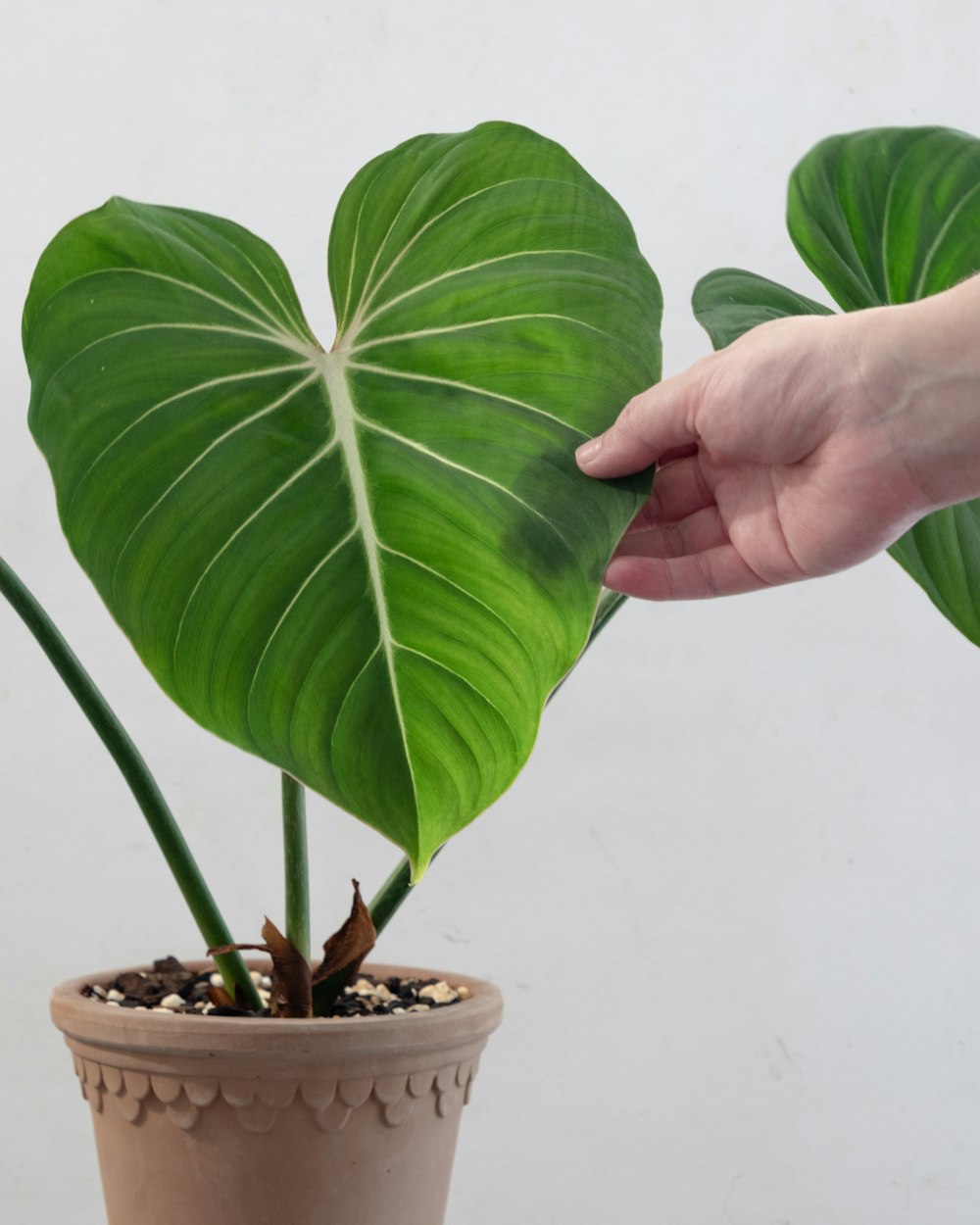 a person is holding a large green plant in a pot