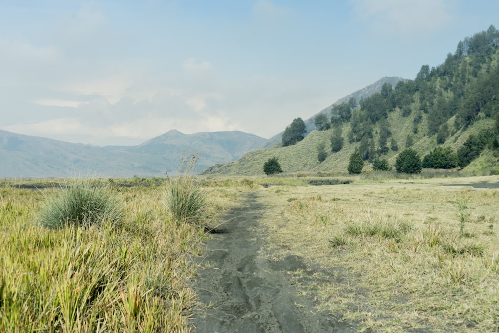 a dirt road in the middle of a grassy field