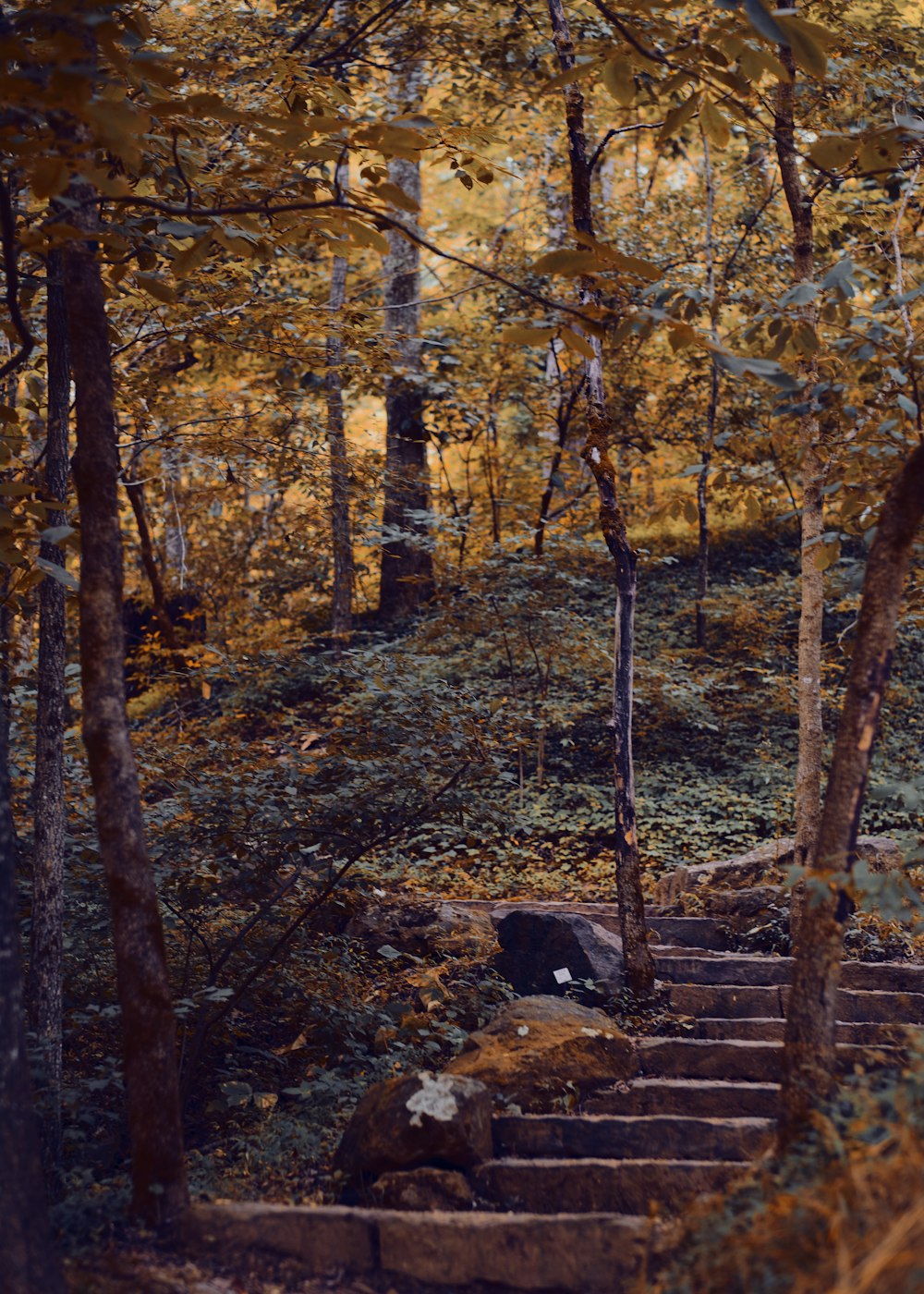 a set of stairs in a forest with trees