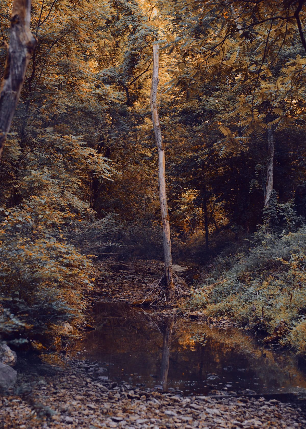 Autumn woods in Bella Vista around a still creek, with a bare trunk standing in the middle