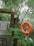 A serene outdoor walkway is surrounded by lush greenery, with a rustic wooden archway and pathway made of stone slabs. A prominent orange life buoy is mounted on a red and white striped pole near a small water body.