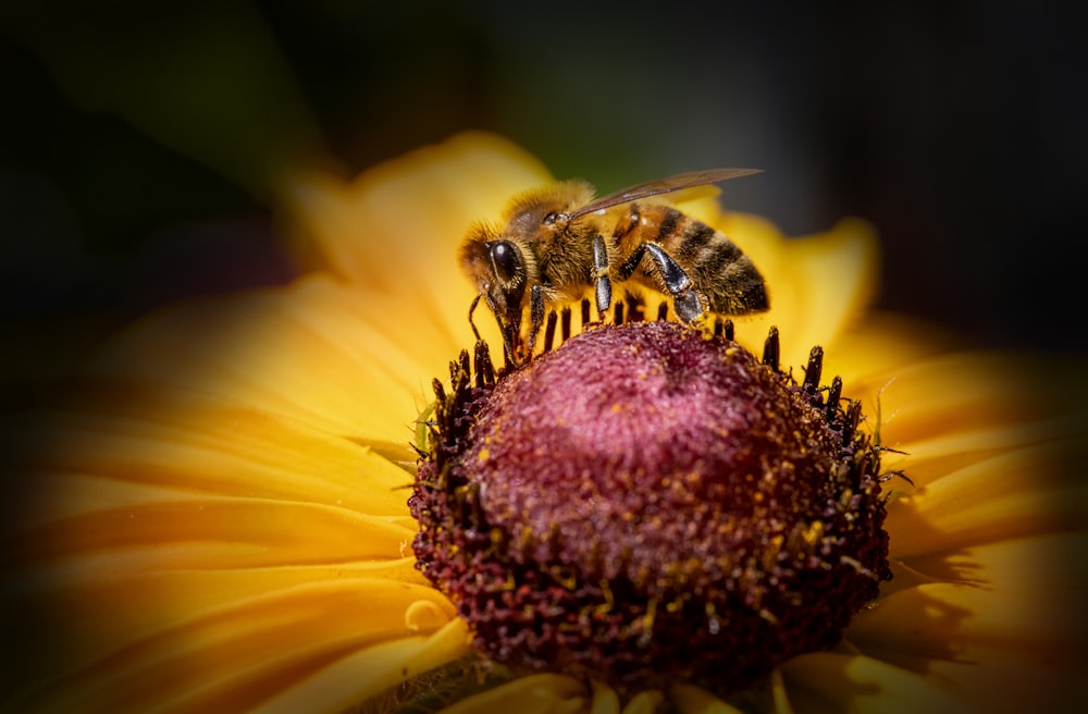 Un primer plano de una abeja en una flor