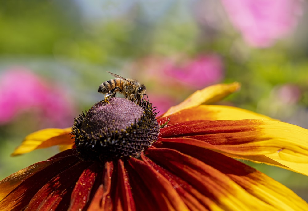uma abelha está sentada em uma flor amarela e vermelha