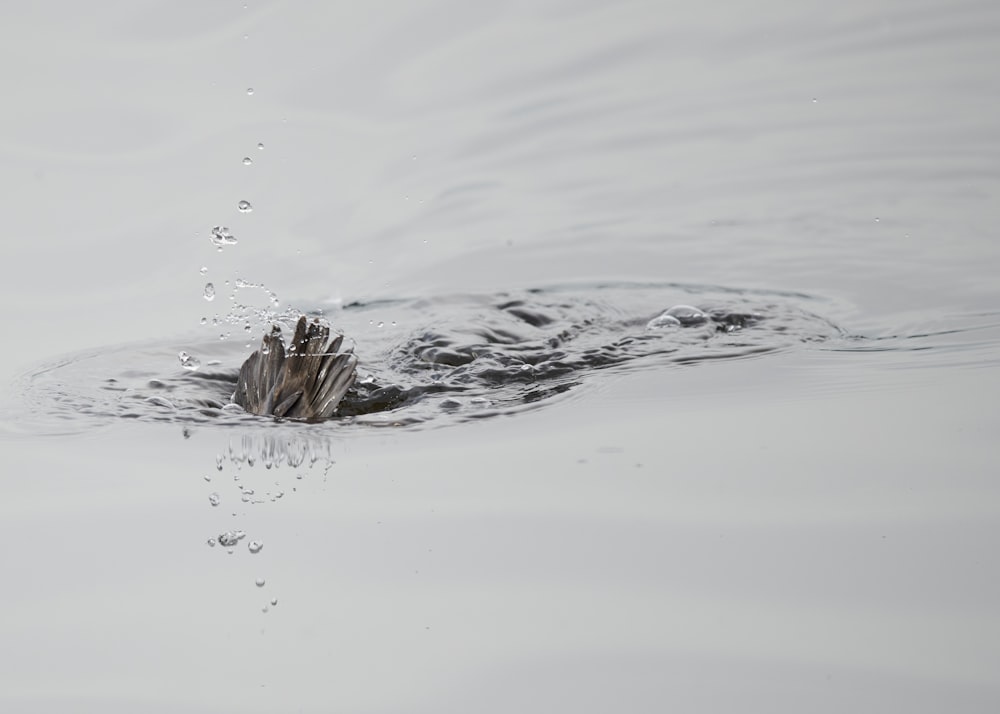 a close up of a duck swimming in a body of water