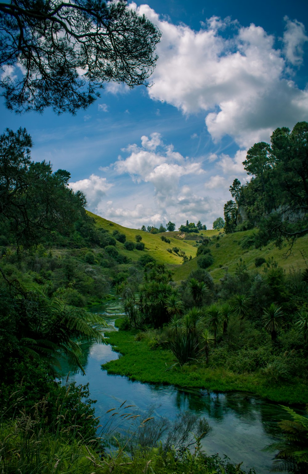 a river running through a lush green forest