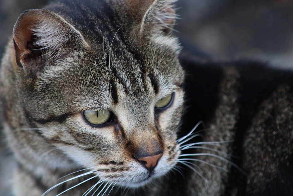 a close up of a cat with a blurry background