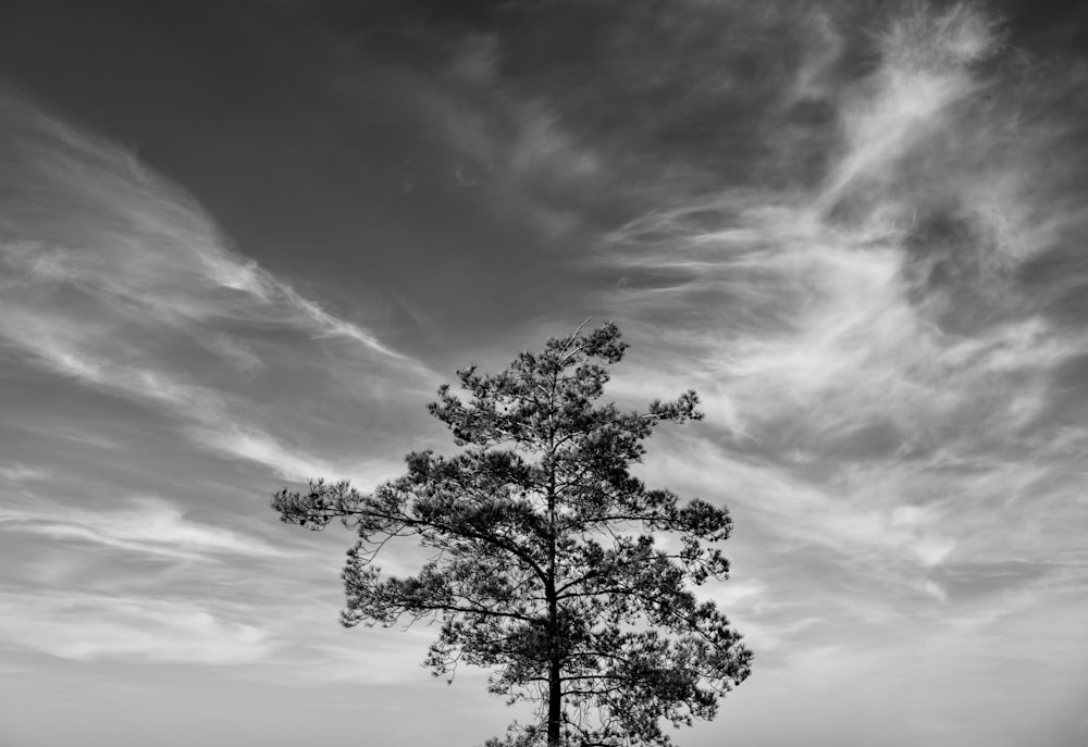 a tree next to a body of water