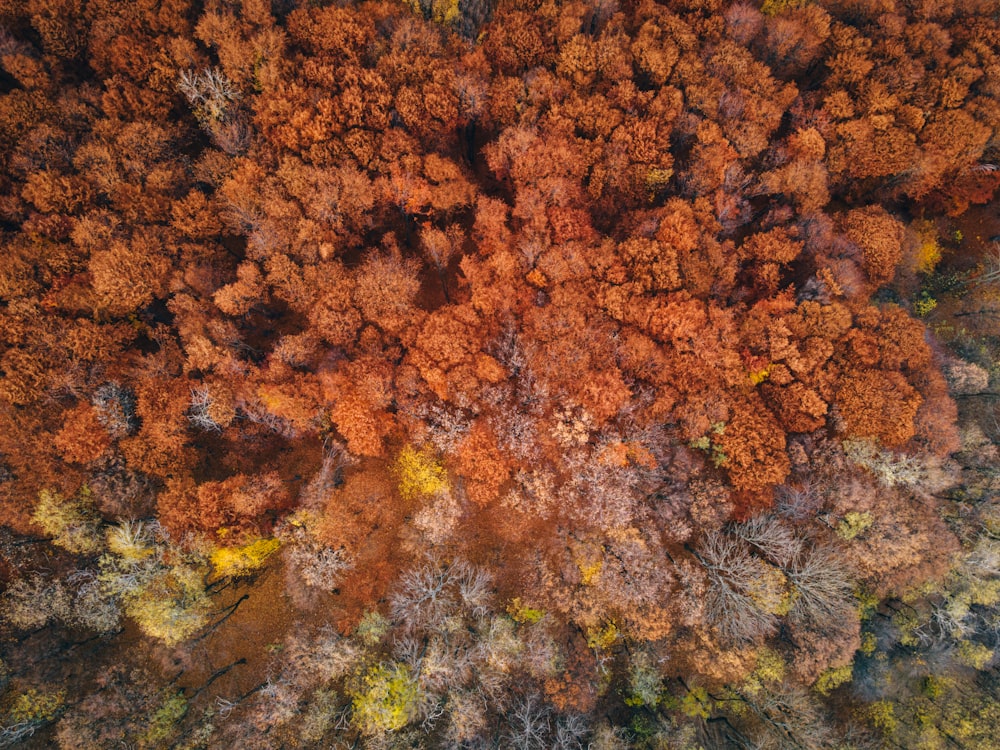 an aerial view of a forest with lots of trees