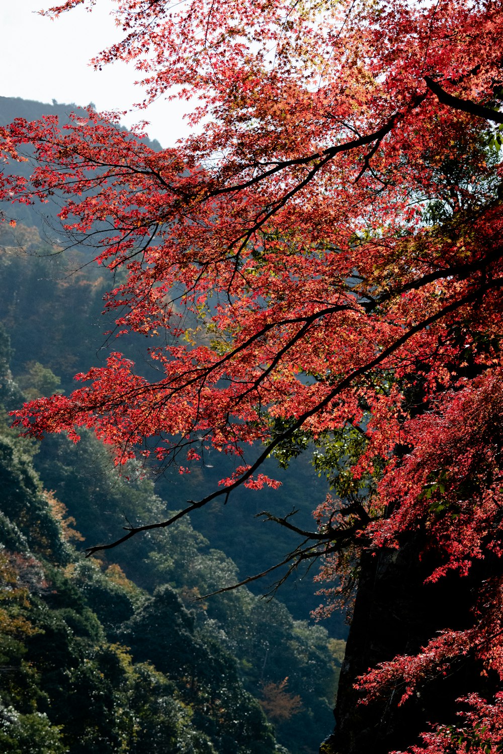 a red tree in the middle of a forest