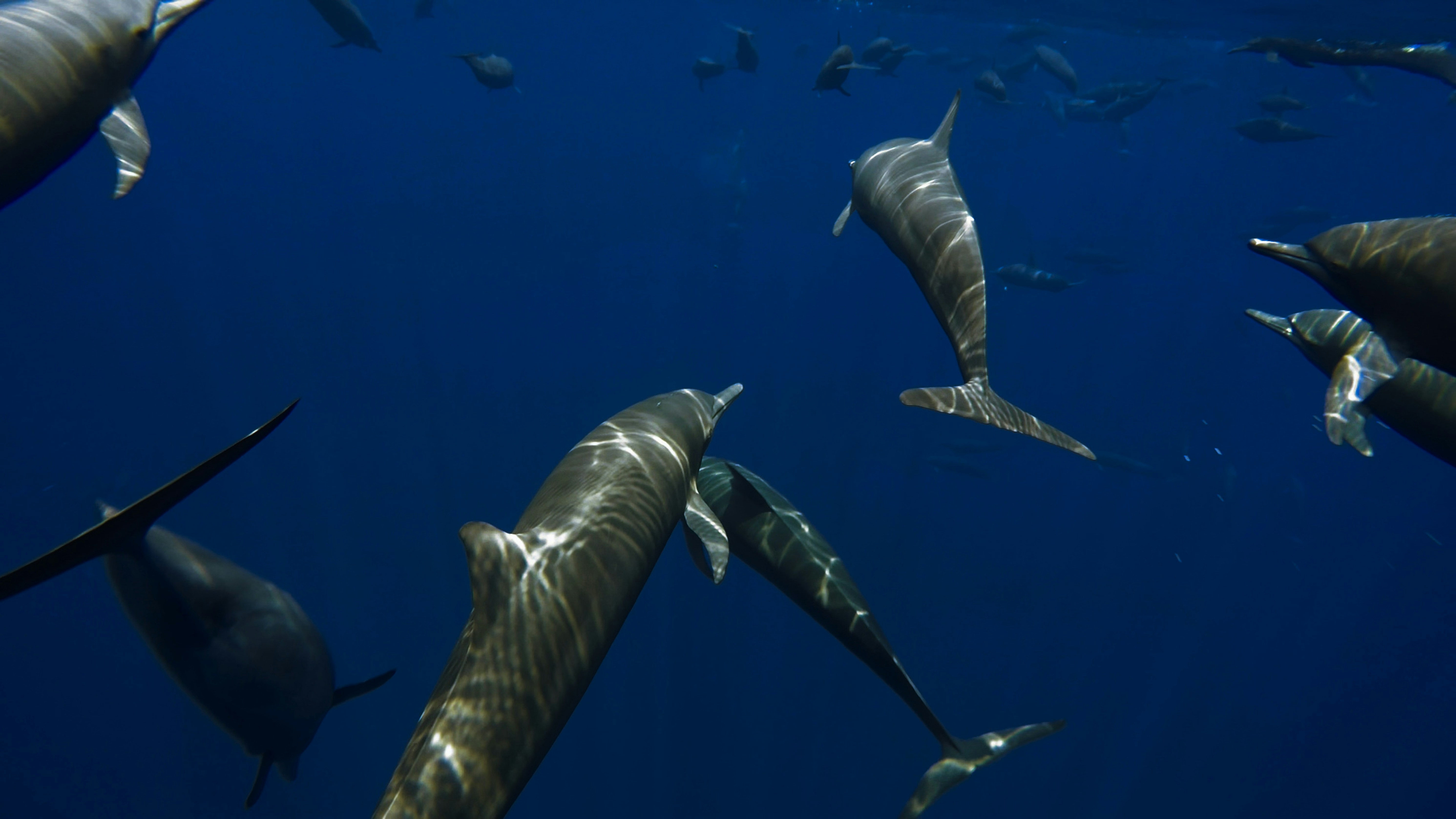 a group of dolphins swimming in the ocean