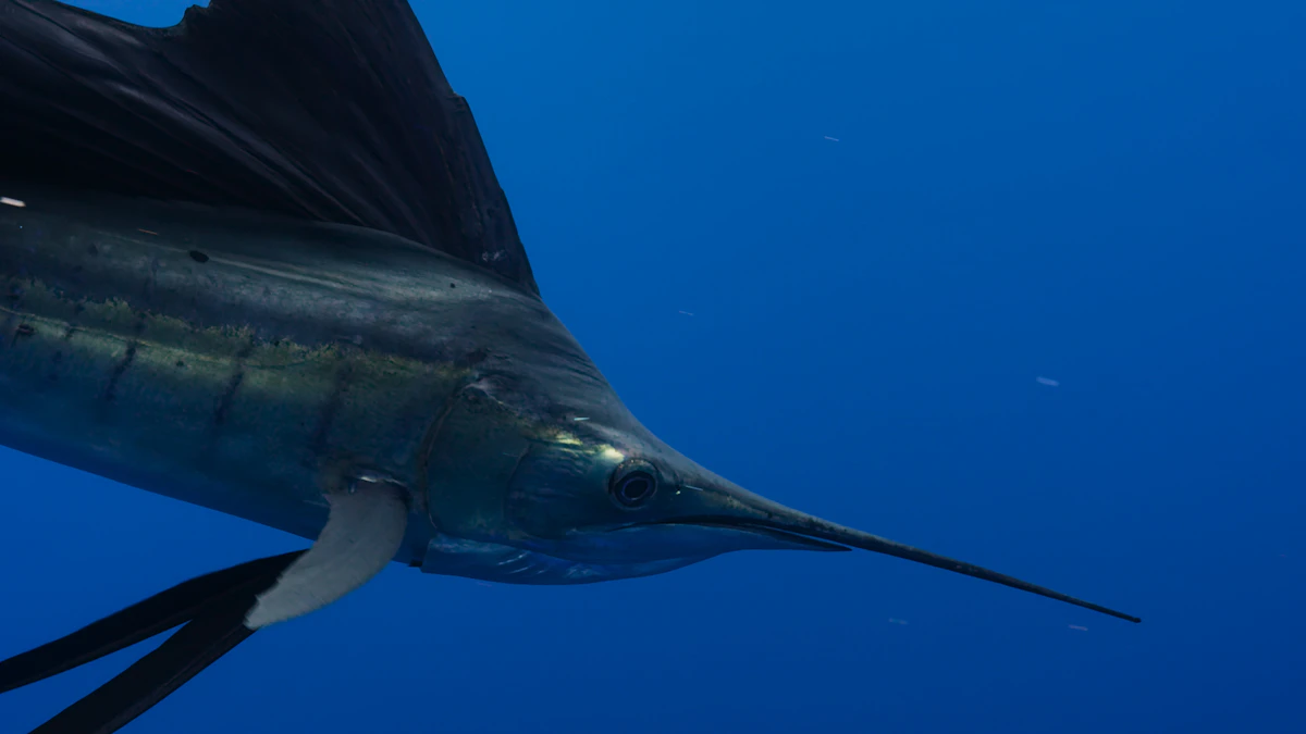 Marine species of Magdalena Bay