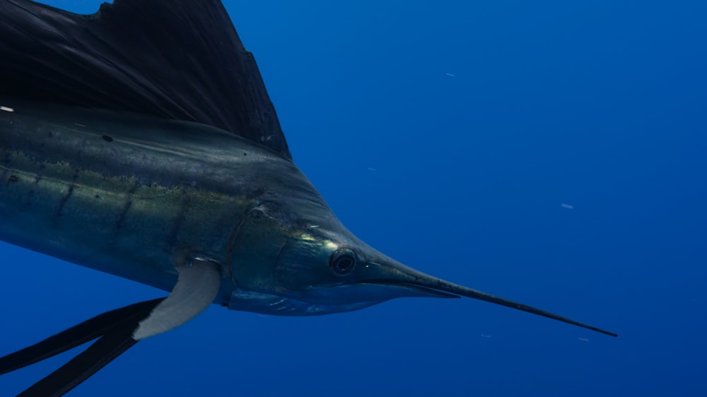 a large blue marlin fish in the ocean