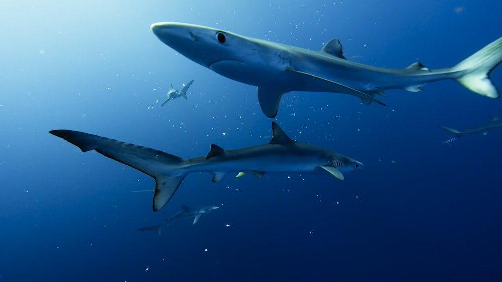Un gruppo di squali che nuotano nell'oceano