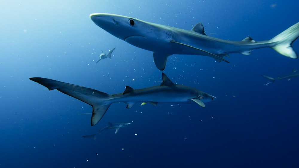 a group of sharks swimming in the ocean