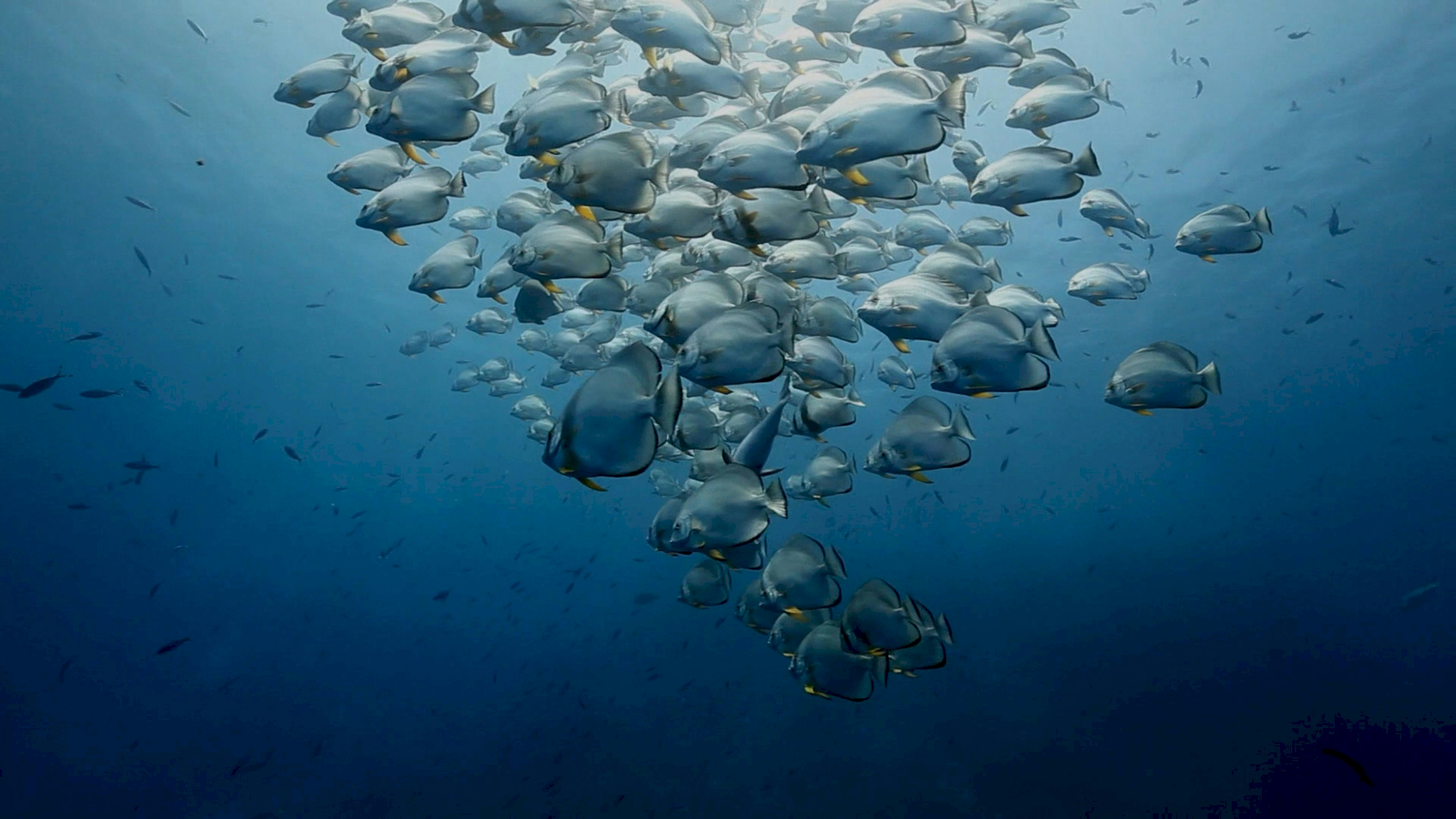sekelompok besar ikan berenang di lautan