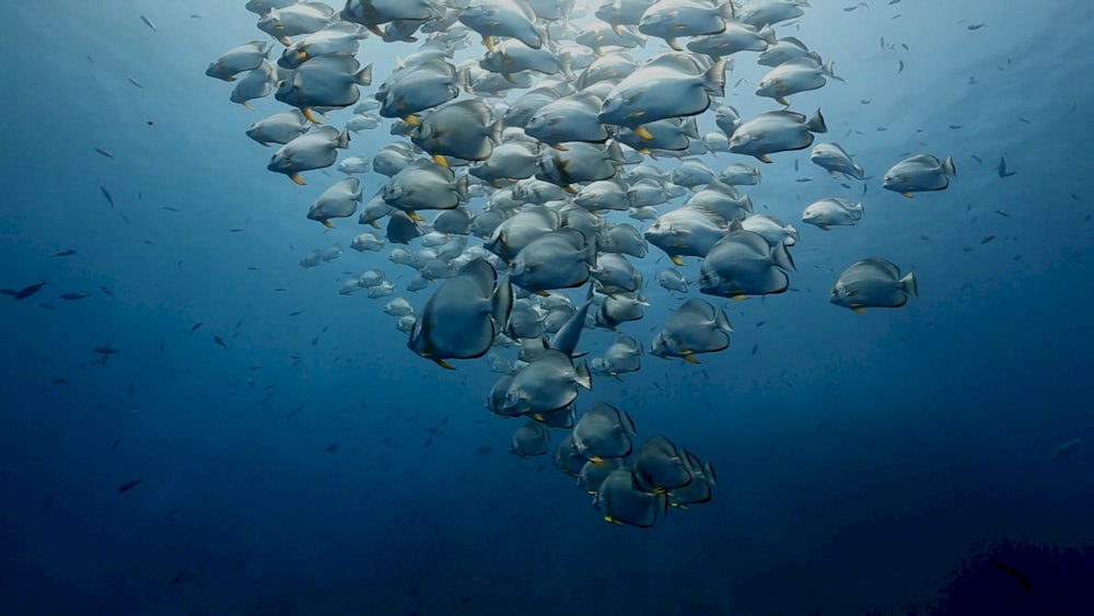 a large group of fish swimming in the ocean