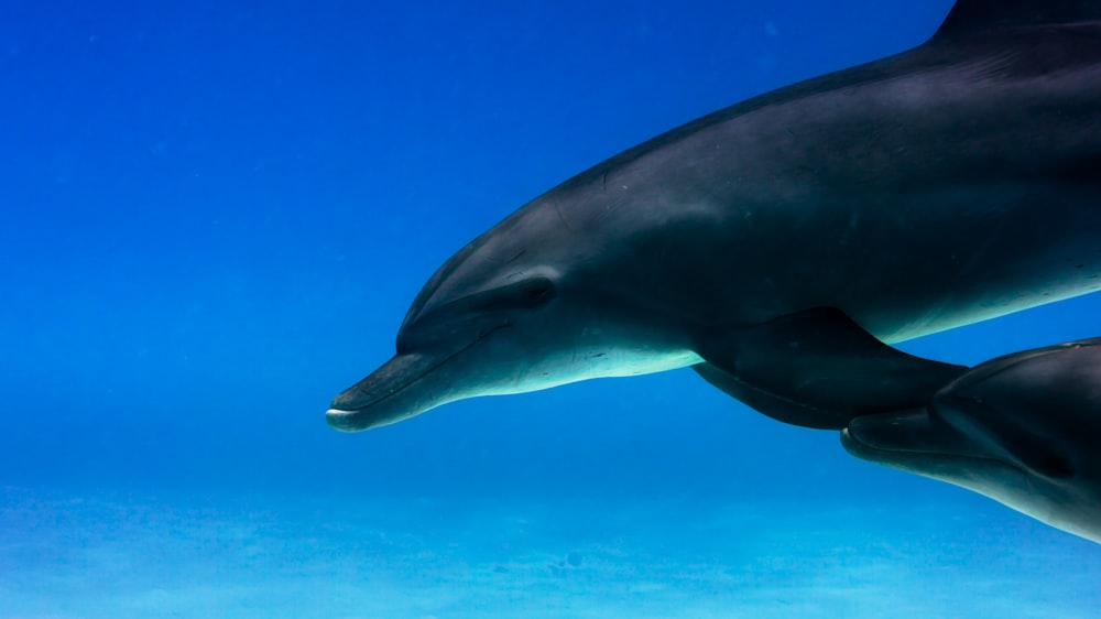 a couple of dolphins swimming under a blue sky