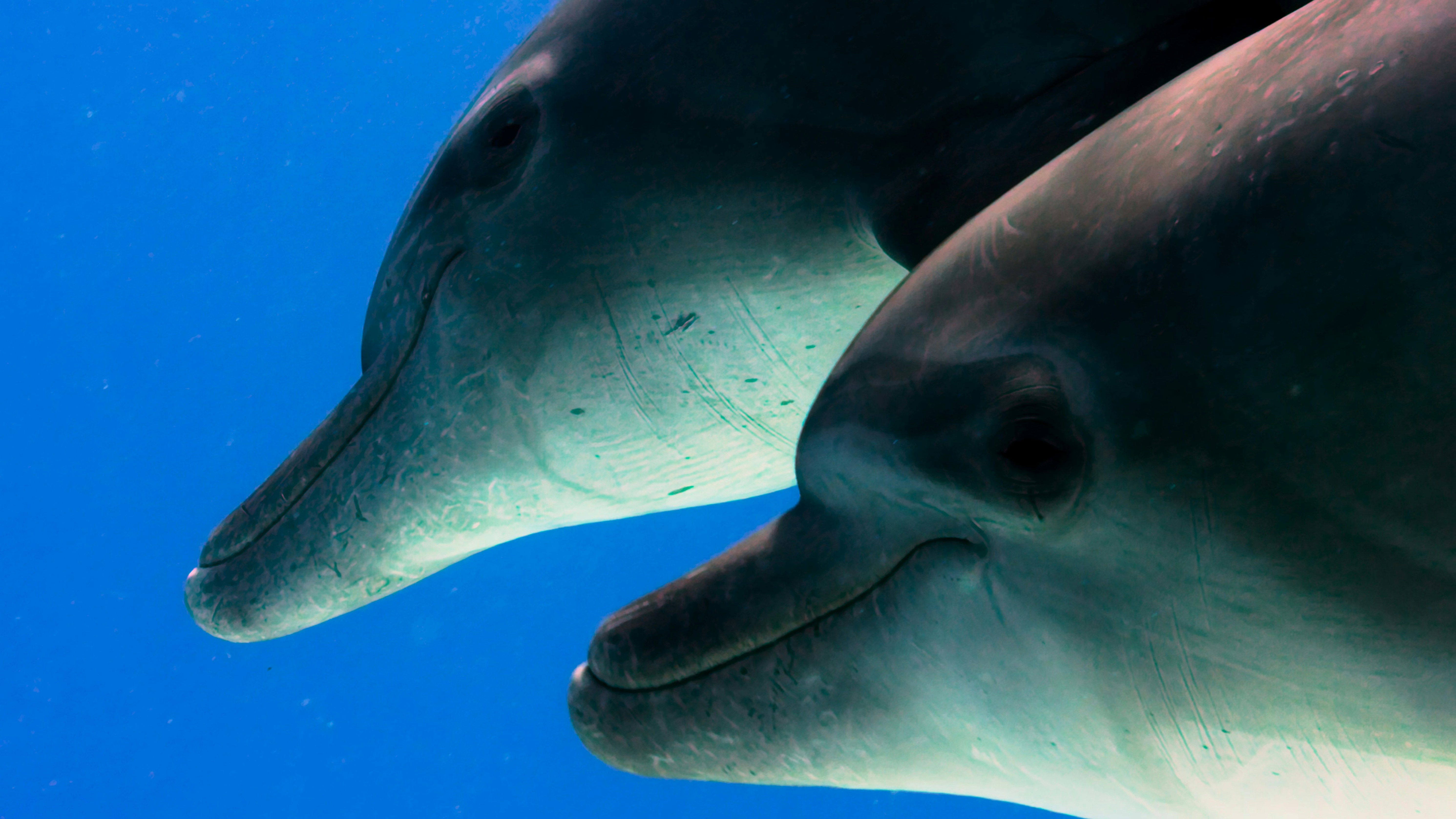 a couple of dolphins that are under water
