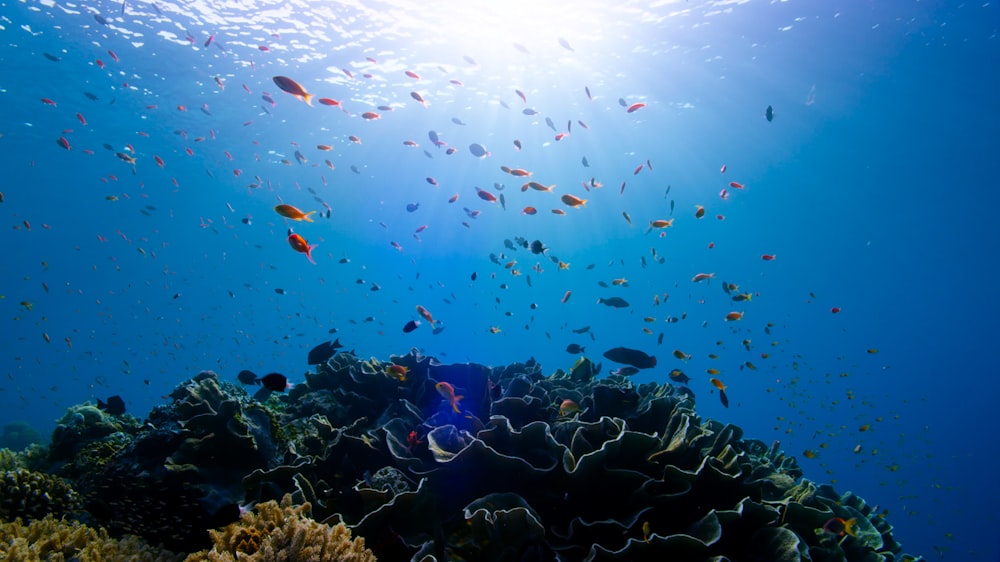 a large group of fish swimming over a coral reef