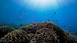 Vibrant coral reef teeming with a variety of colorful fish swimming around, illuminated by sunlight filtering through the clear blue water above.